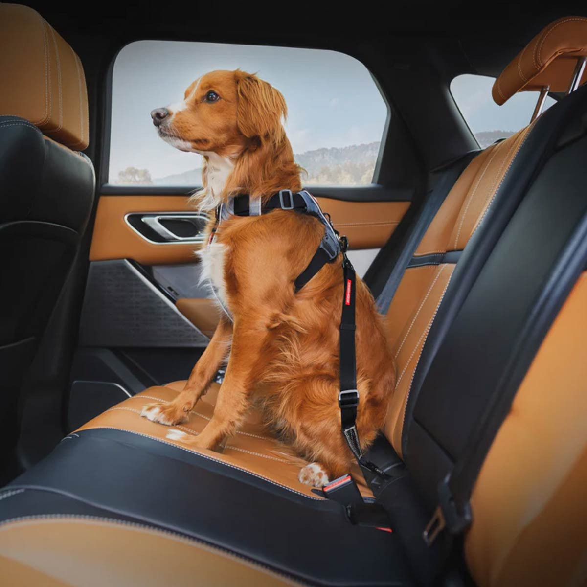 ISOFIX Dog Seat Belt - Black