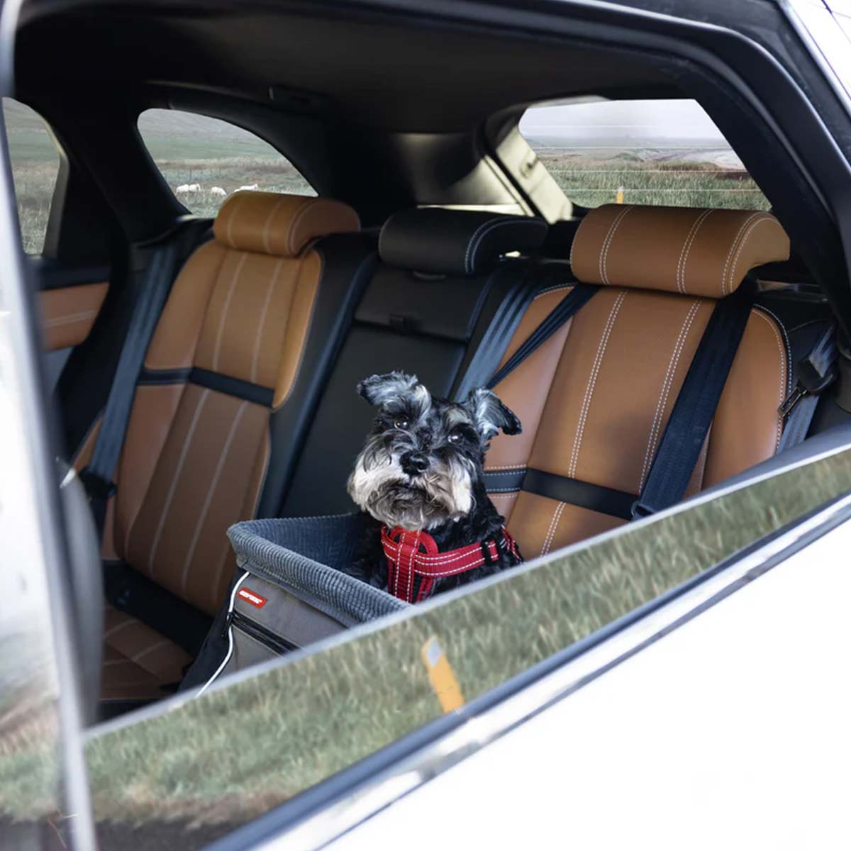 Car seat booster for dogs