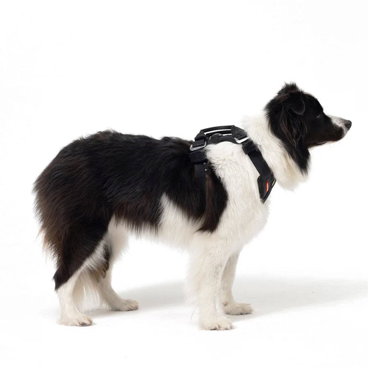 Dog car safety harness for car law UK