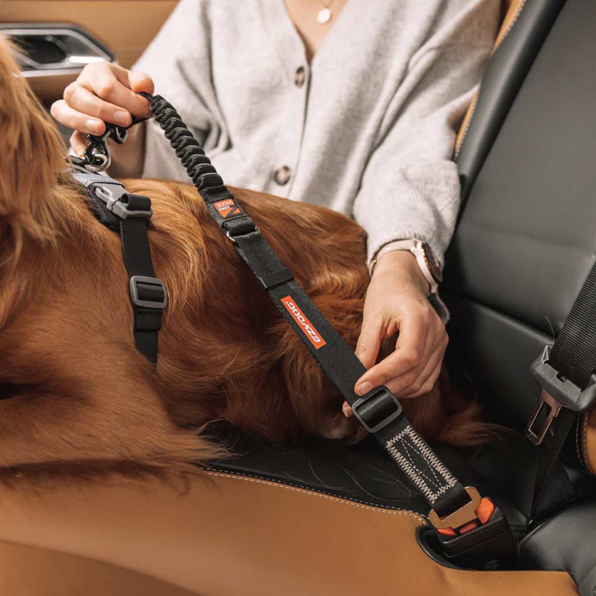 Dog seat belt