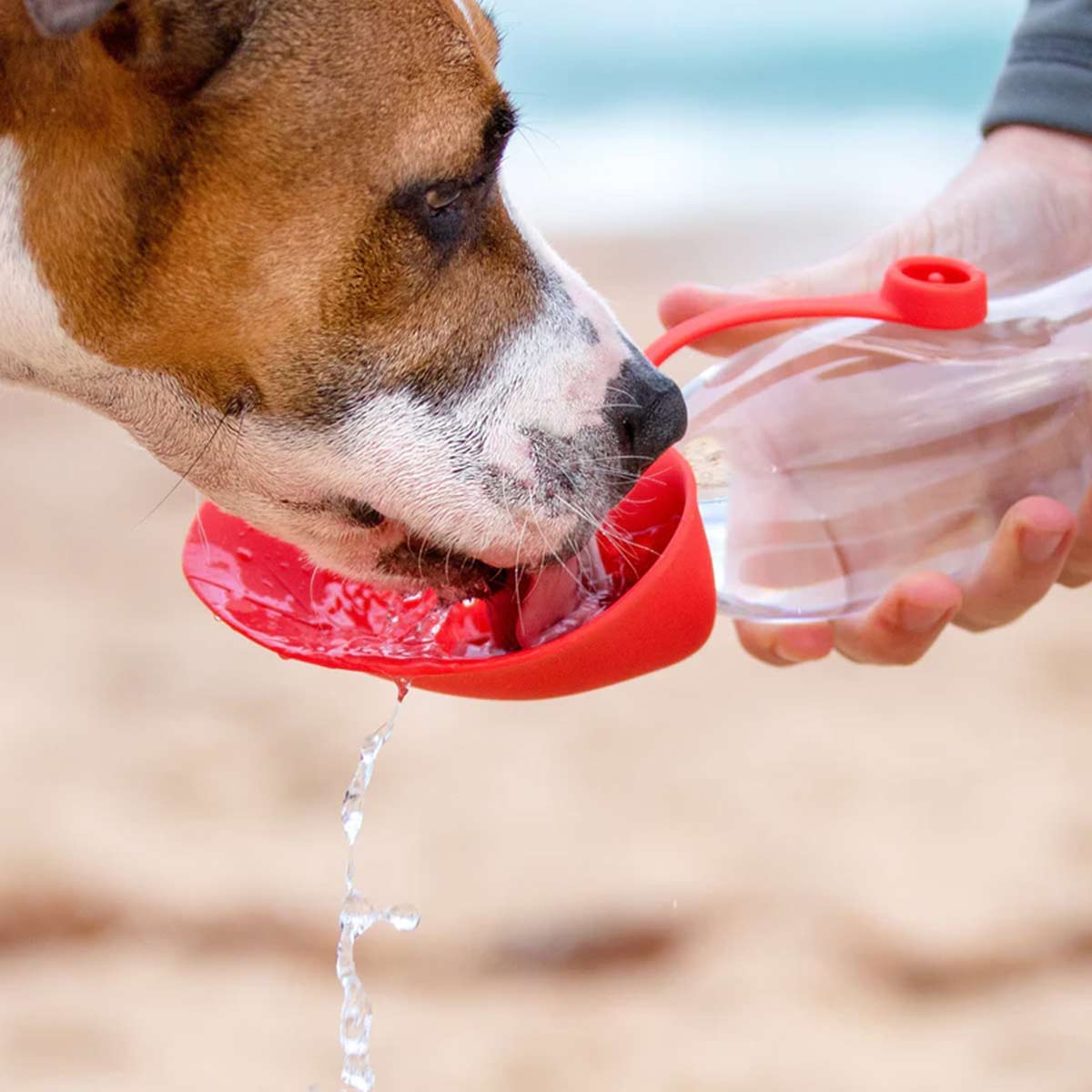 Dog Water Bottle