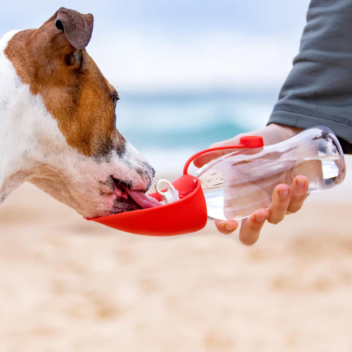 Dog Water Bottles