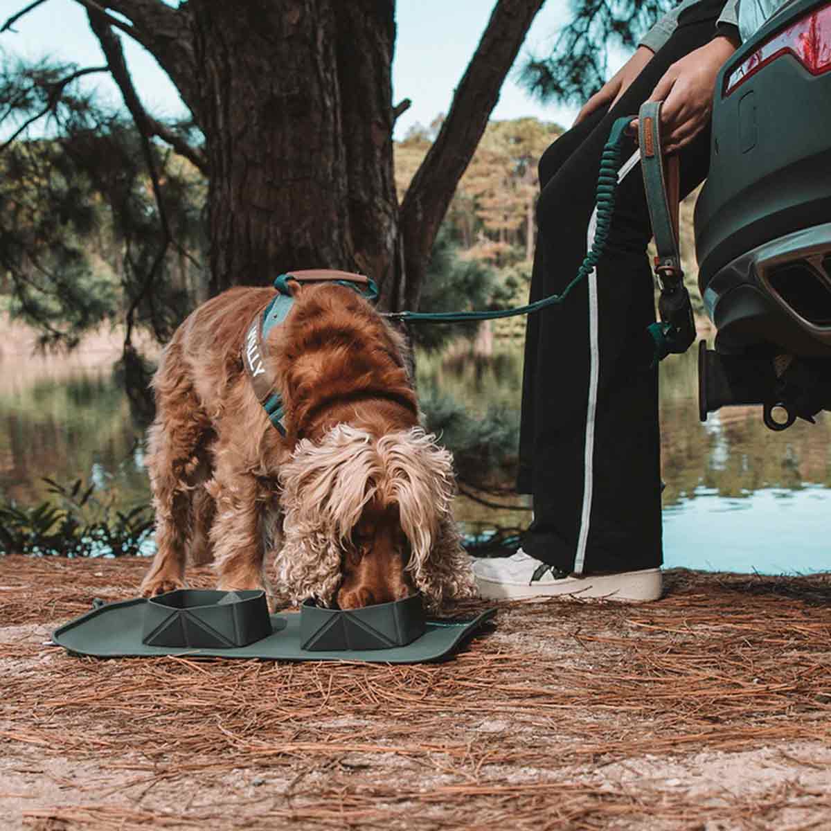 Dog drinking from water bowl