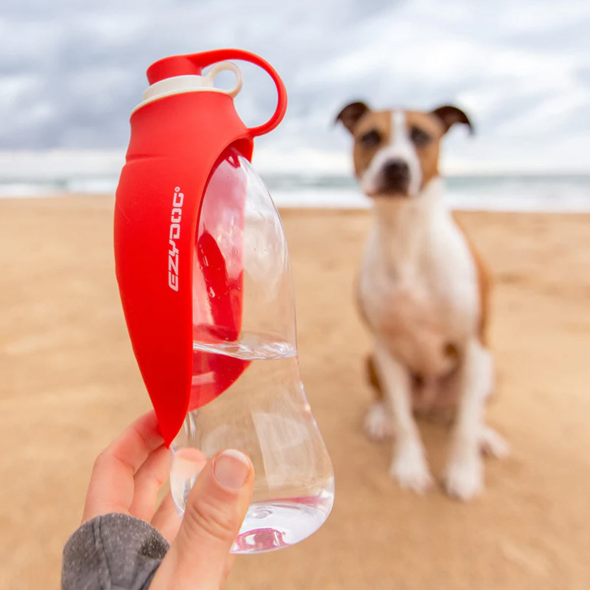 Water Bottle for a Dog