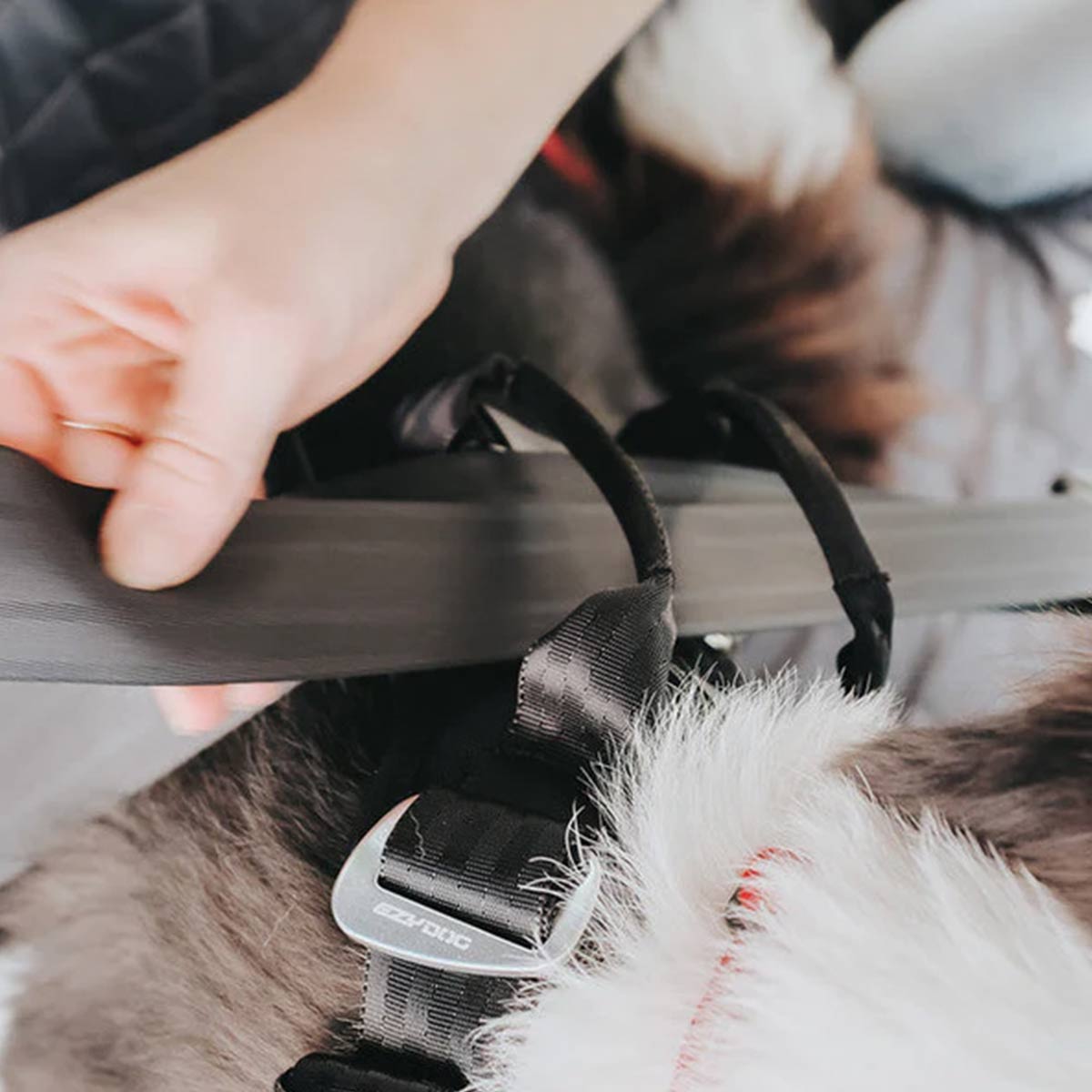 Car Harness for Dogs