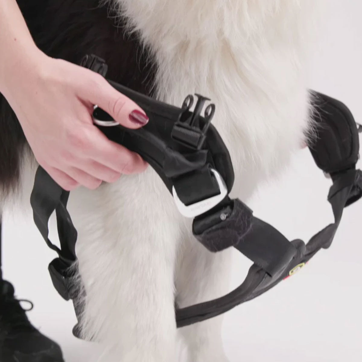 Car safety harness for Dogs