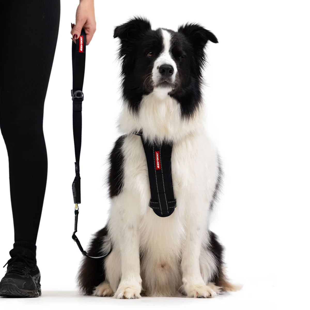Dog Lead