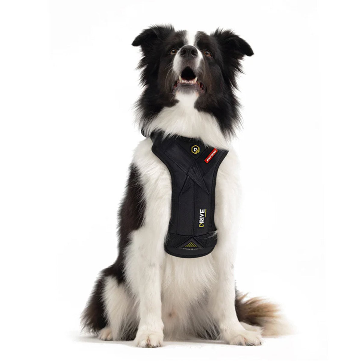 Harness for car for dog